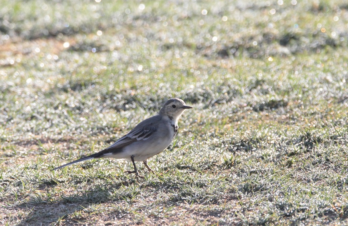 White Wagtail - ML239341421