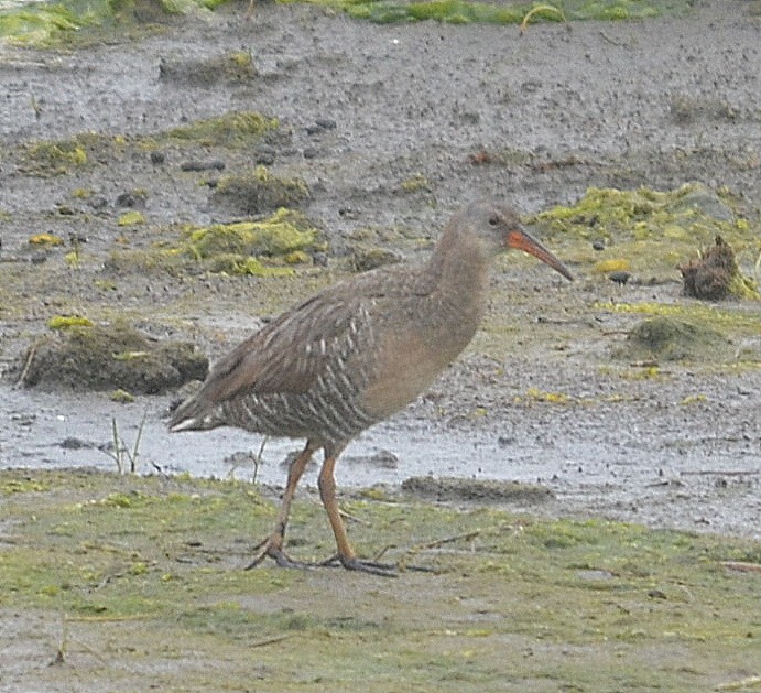 Clapper Rail - ML239341901