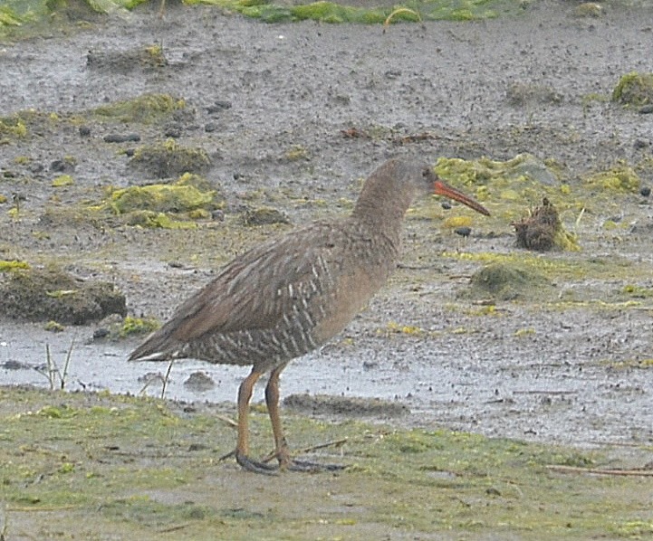 Clapper Rail - ML239342021