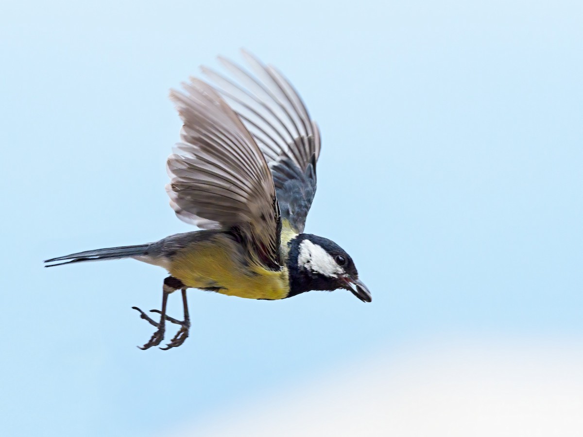 Great Tit - ML239342031