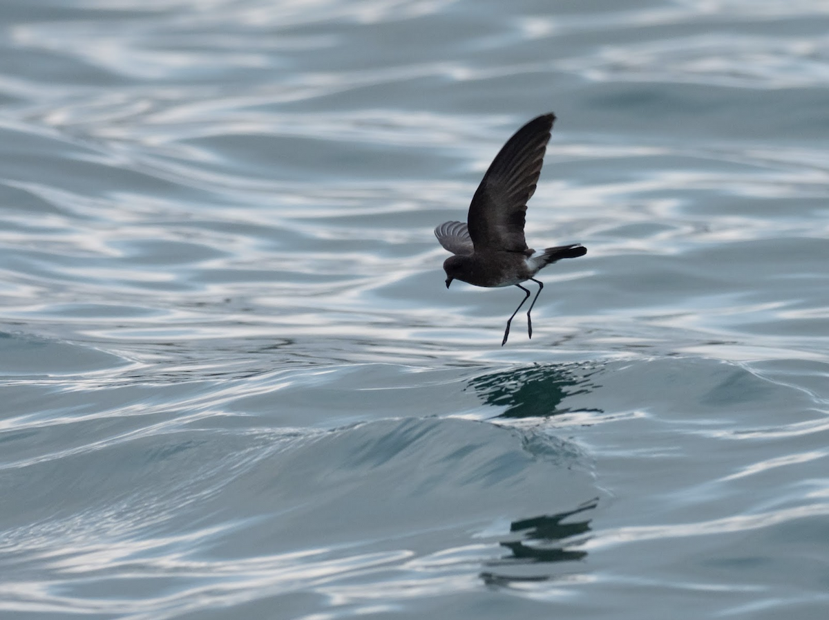 Elliot's Storm-Petrel - Simon Colenutt