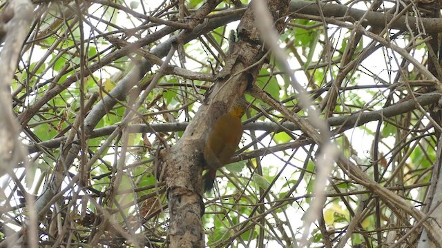 Red-rumped Woodpecker - ML239342901