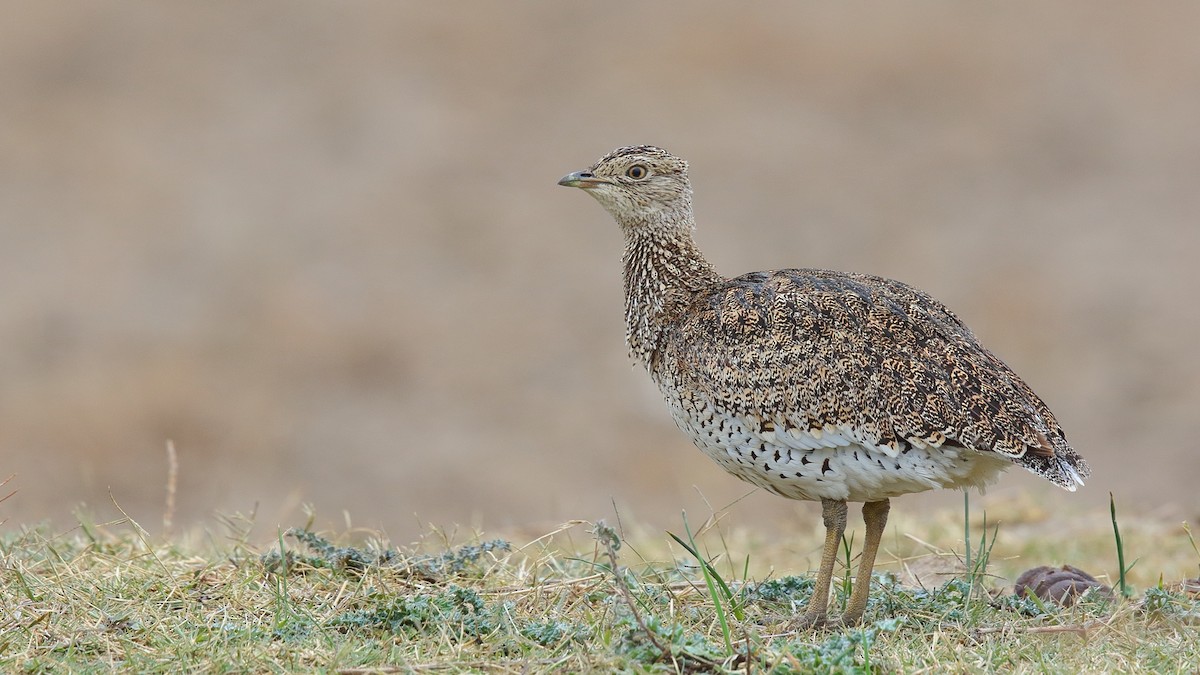 Little Bustard - Tuncer Tozsin