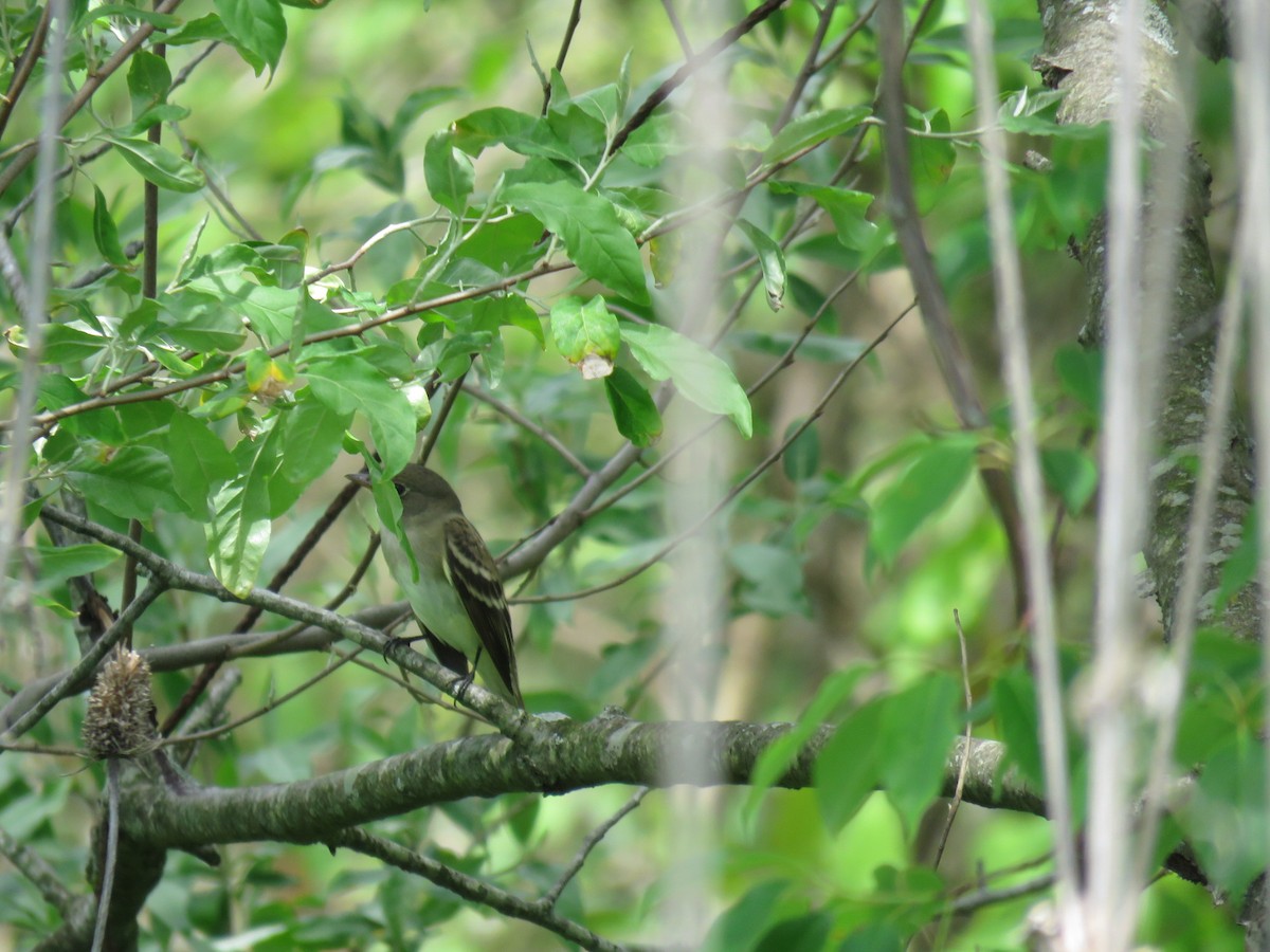 Yellow-bellied Flycatcher - aerin tedesco