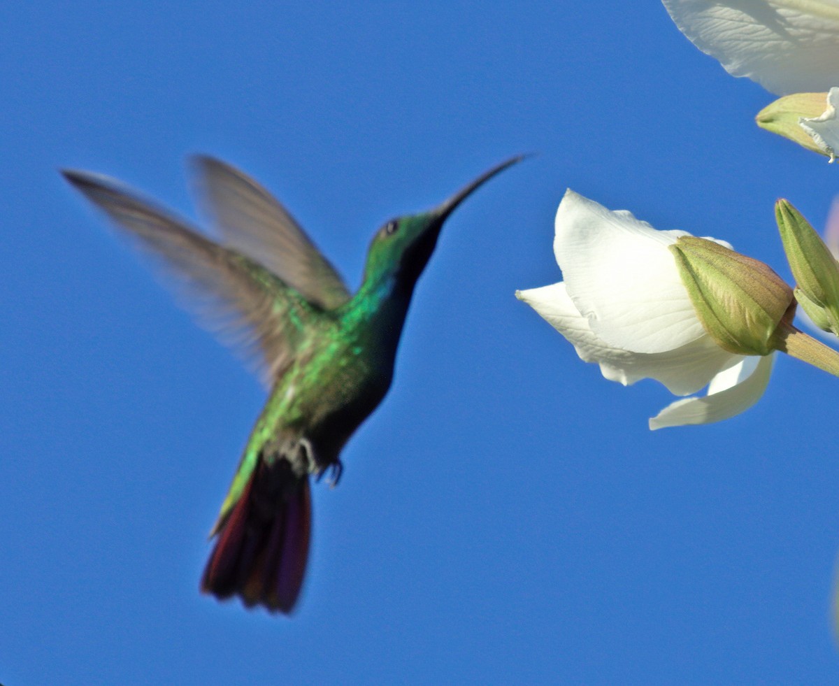 Green-breasted Mango - ML239345171