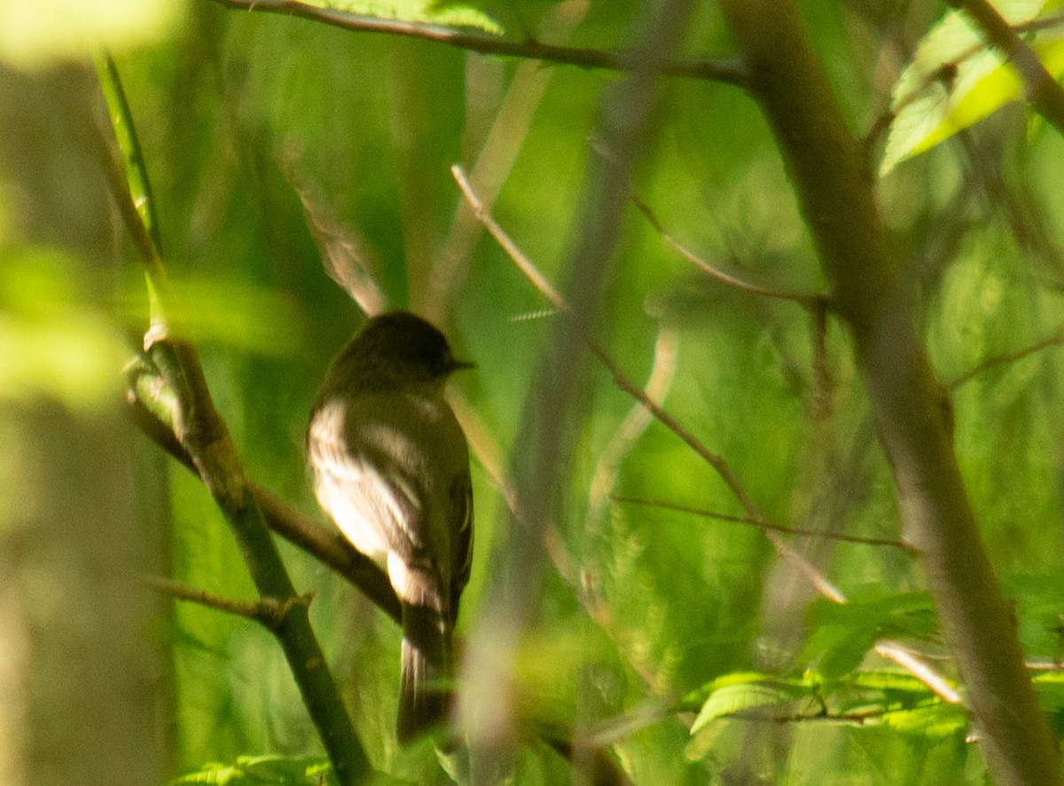 Eastern Phoebe - ML239346131