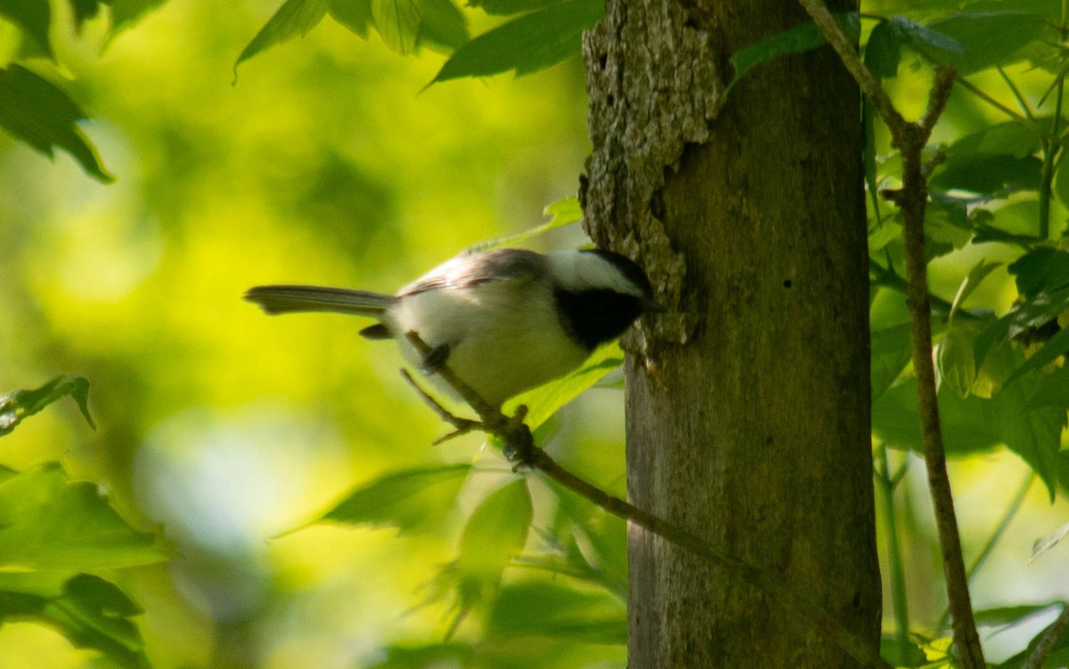 Carolina Chickadee - ML239346161