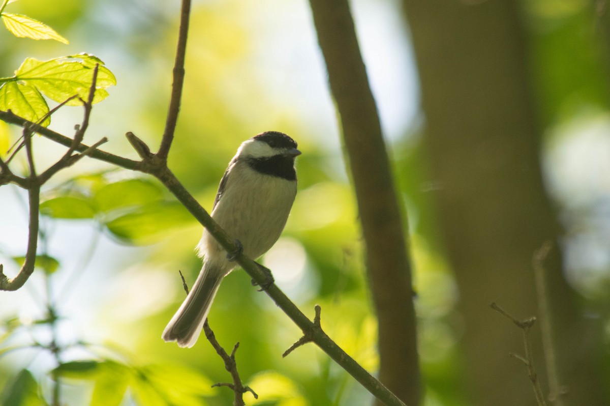 Carolina Chickadee - ML239346171