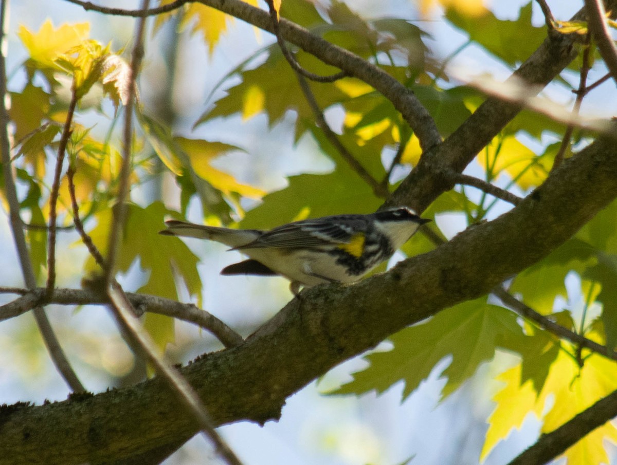 Yellow-rumped Warbler - ML239346231