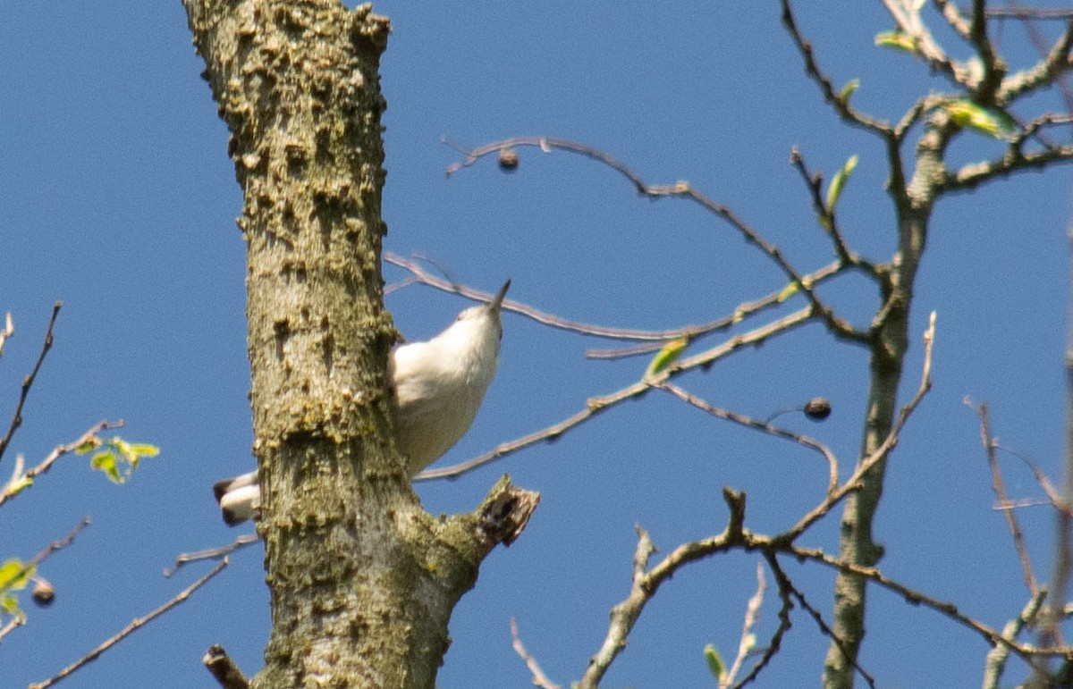 White-breasted Nuthatch - ML239346411