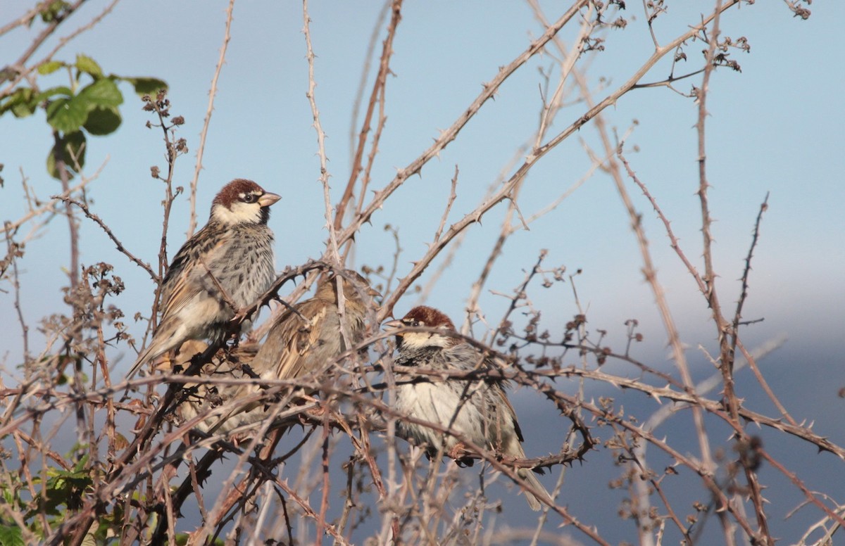 Spanish Sparrow - ML239347081