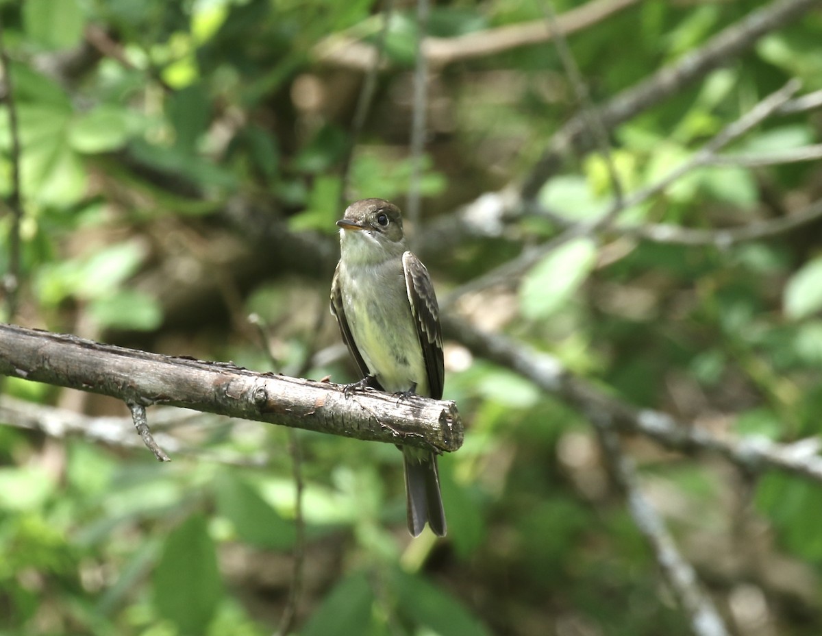 Eastern Wood-Pewee - ML239347691