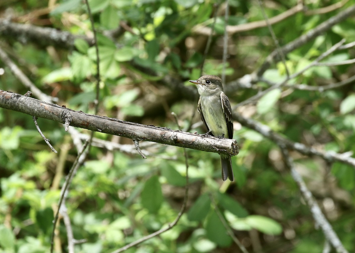 Eastern Wood-Pewee - ML239347721