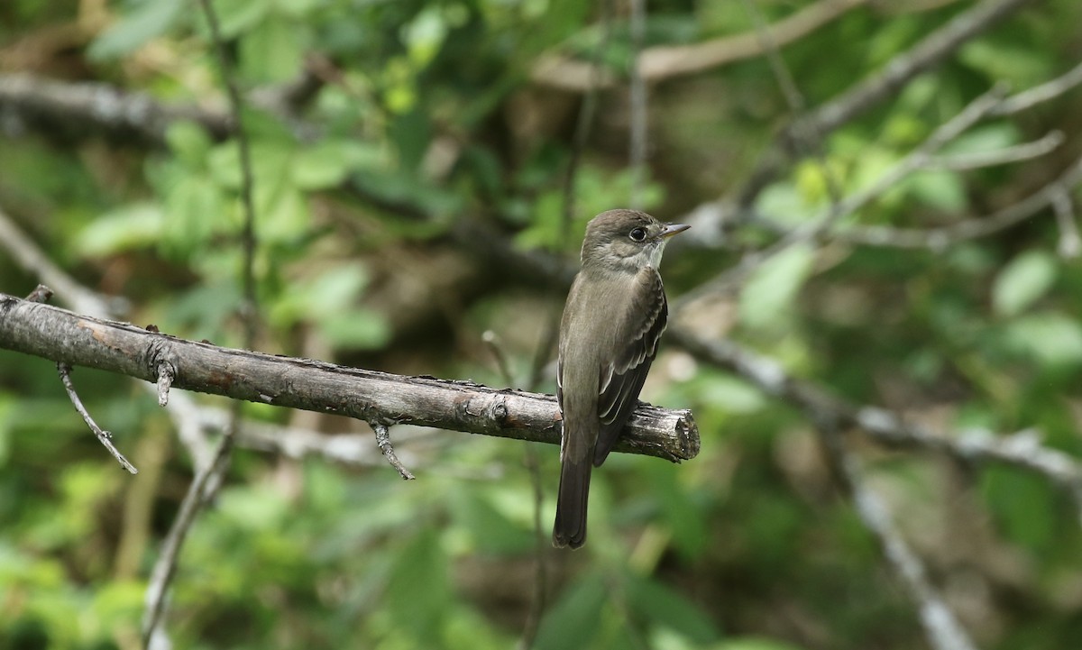 Eastern Wood-Pewee - ML239347731