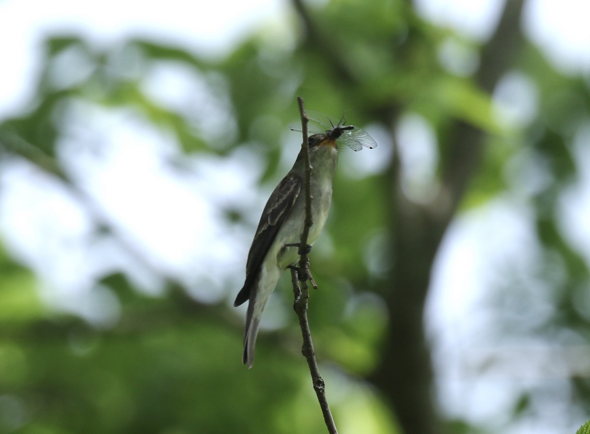 Eastern Wood-Pewee - ML239347791