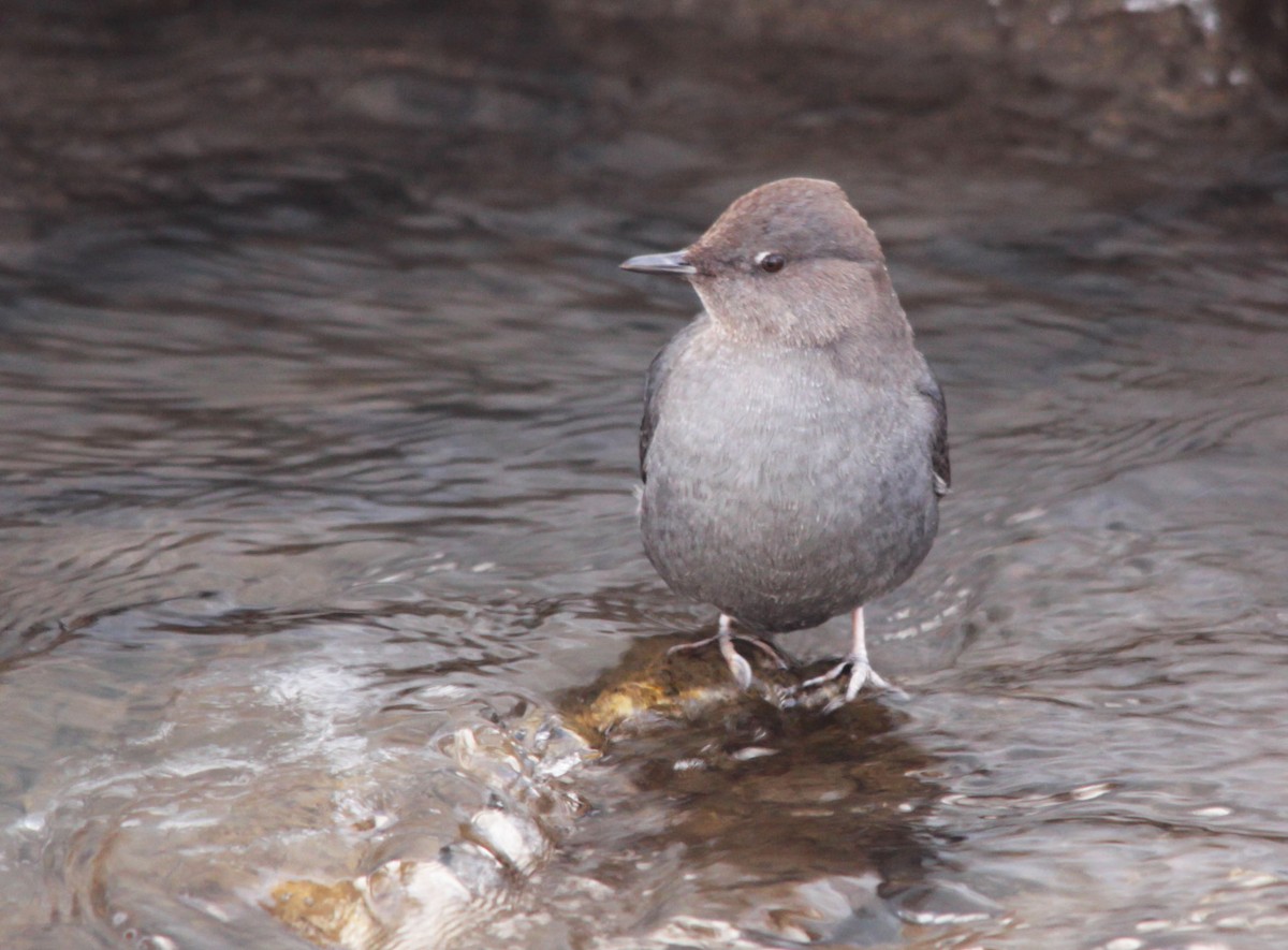 American Dipper - ML23934881