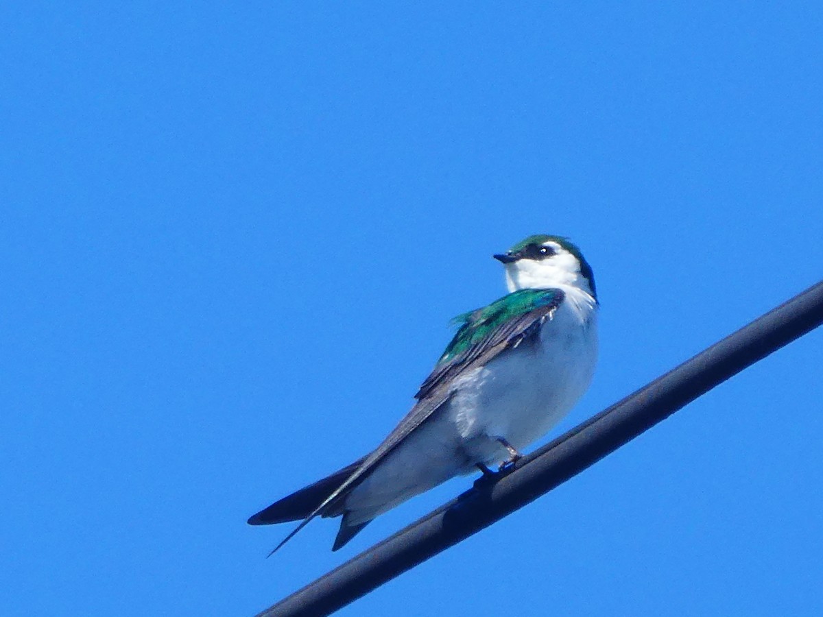 Violet-green Swallow - ML239349841