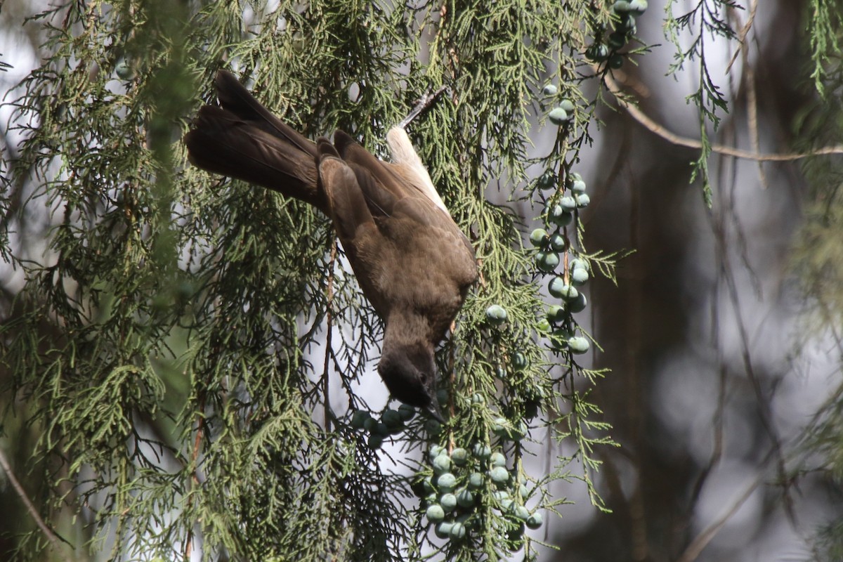 Bulbul des jardins - ML239350581