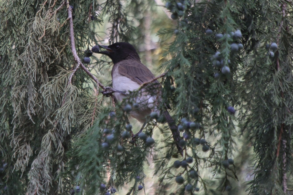 Common Bulbul - ML239350591