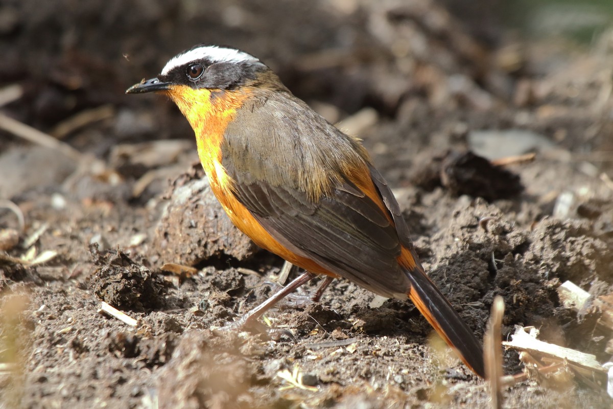 Rüppell's Robin-Chat - ML239350681