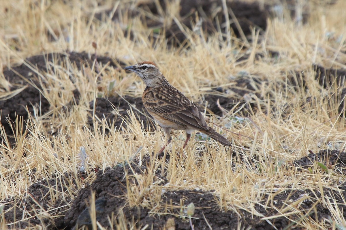 skřivánek etiopský (ssp. erlangeri) - ML239351761