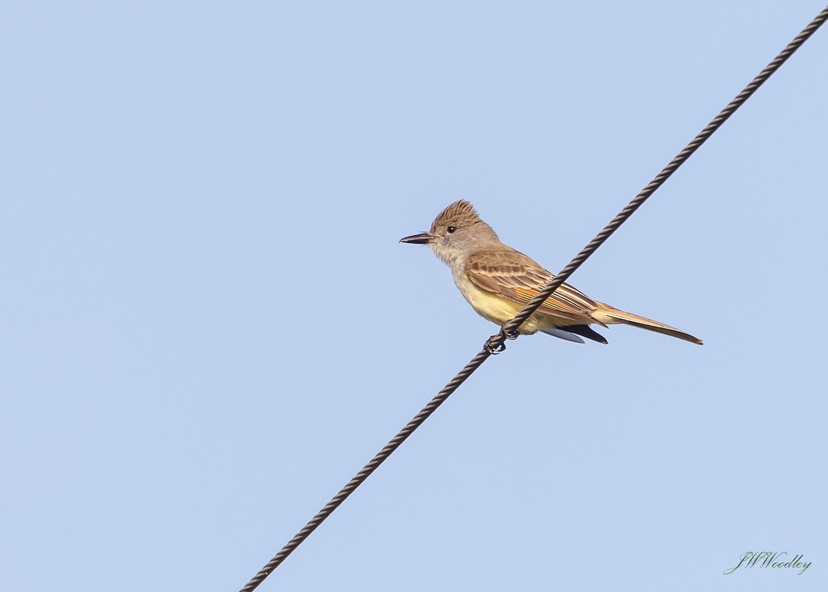 Brown-crested Flycatcher - ML239353681