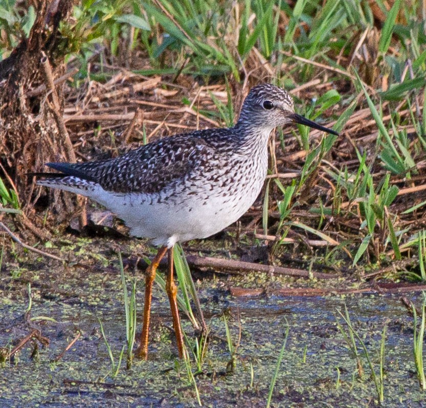 Lesser Yellowlegs - ML239353941