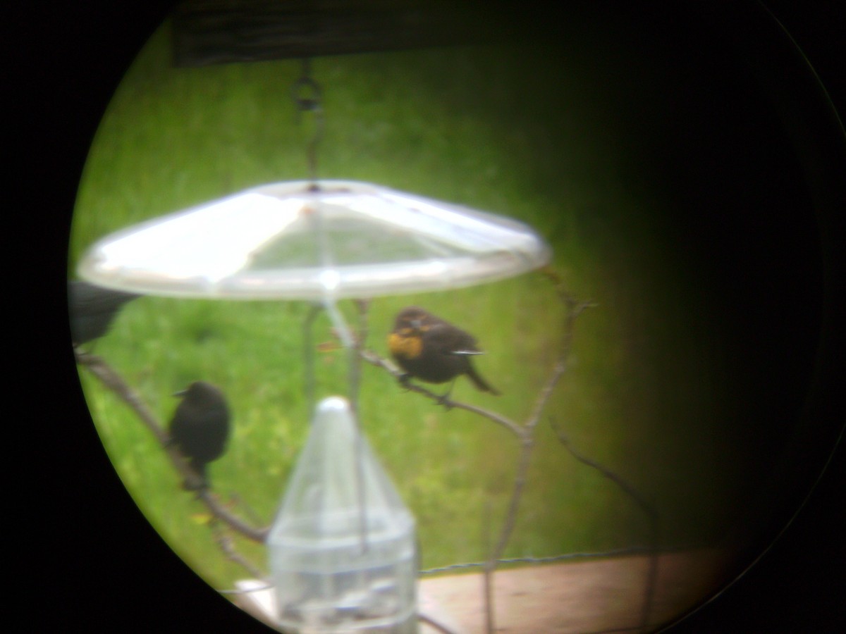 Yellow-headed Blackbird - ML23935431