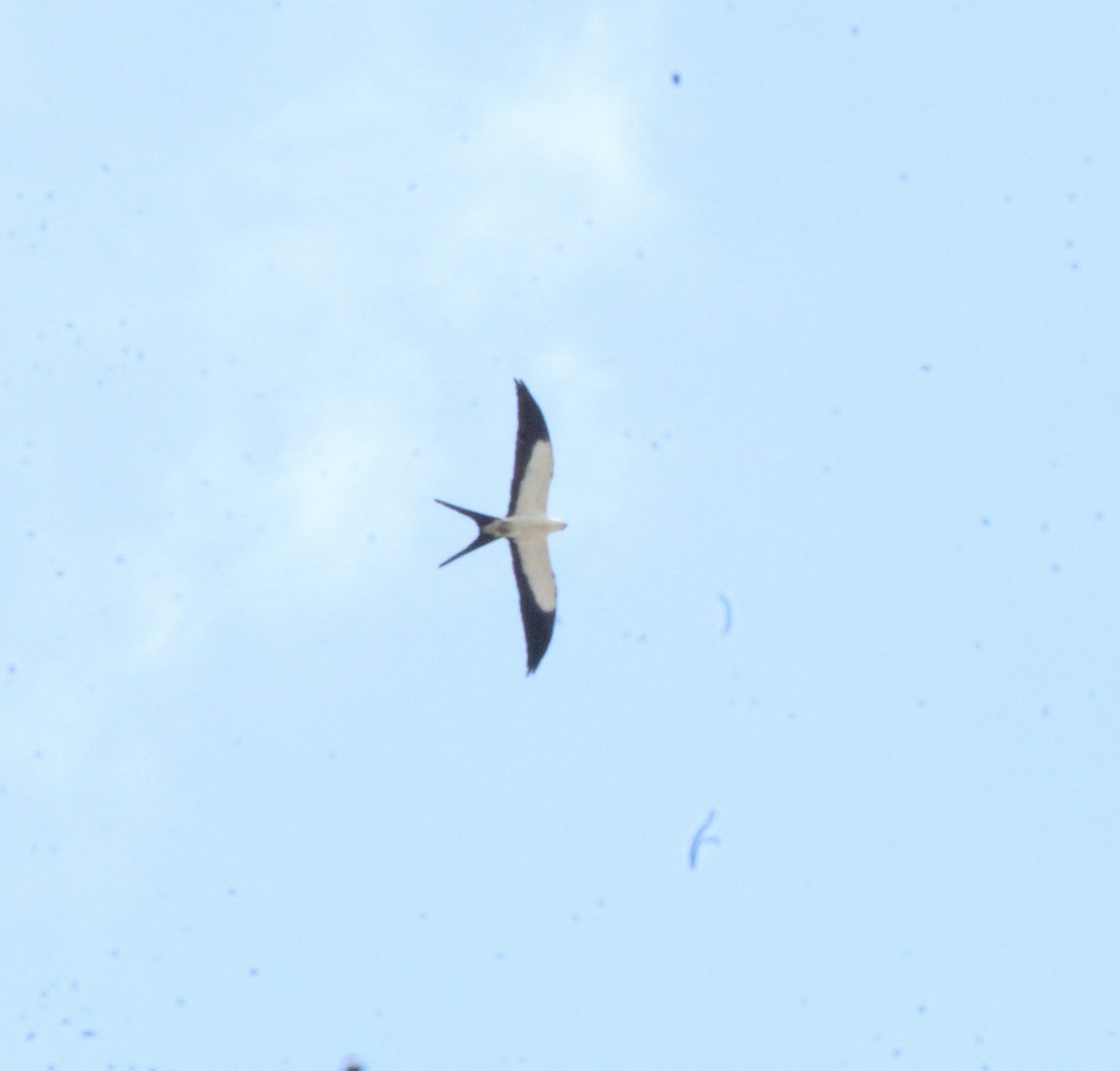 Swallow-tailed Kite - ML239354591