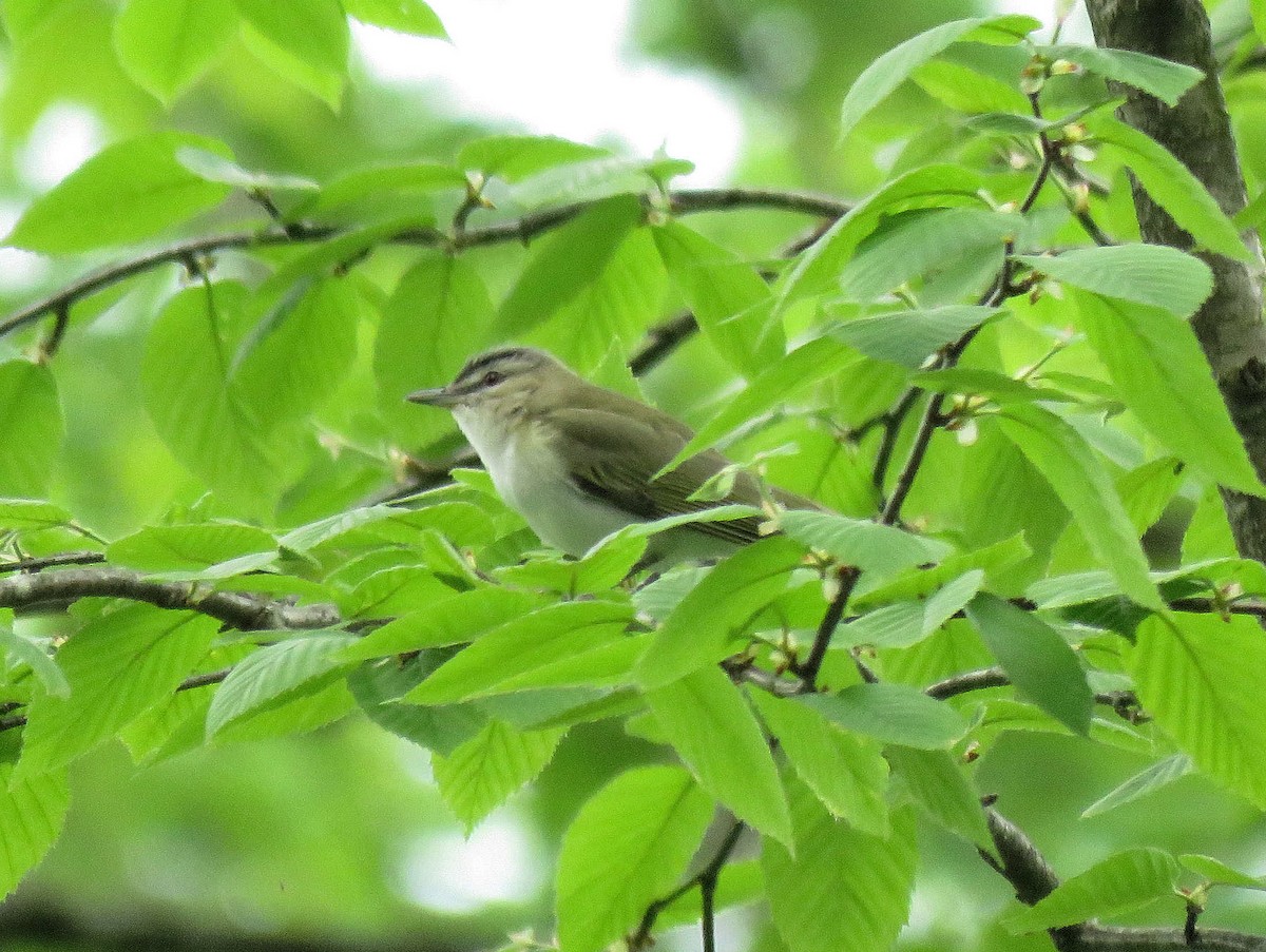 Red-eyed Vireo - ML239355811