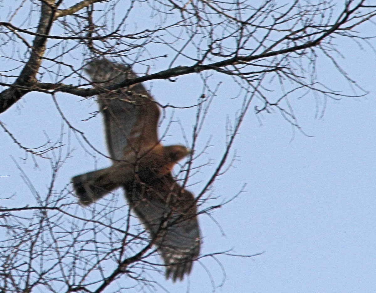 Red-shouldered Hawk - ML23935621