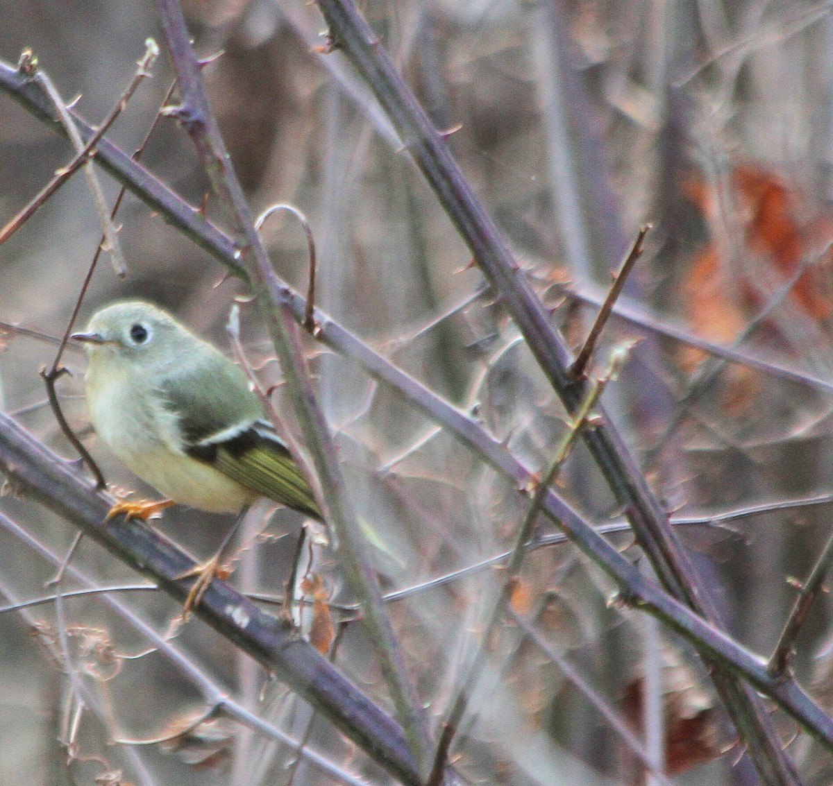 Ruby-crowned Kinglet - ML23935651