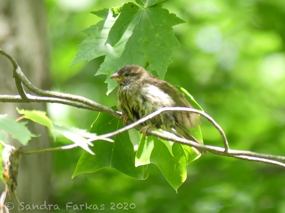 House Sparrow - Sandra Farkas