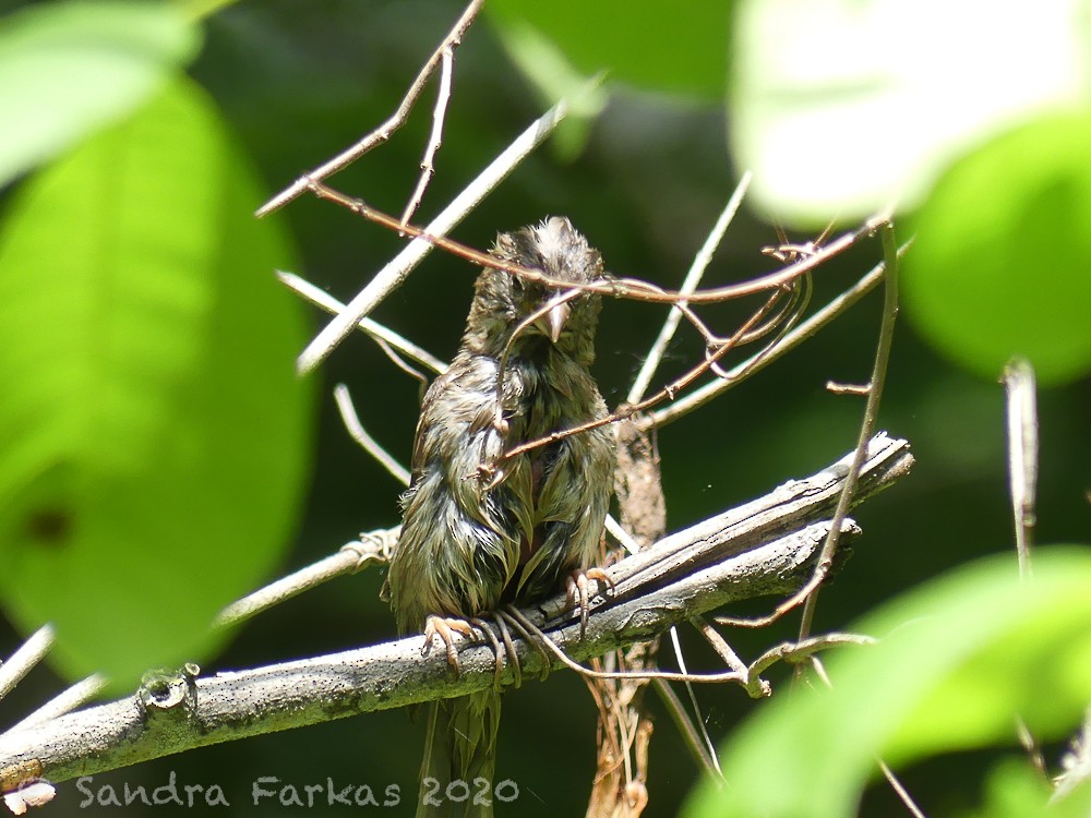 House Sparrow - Sandra Farkas