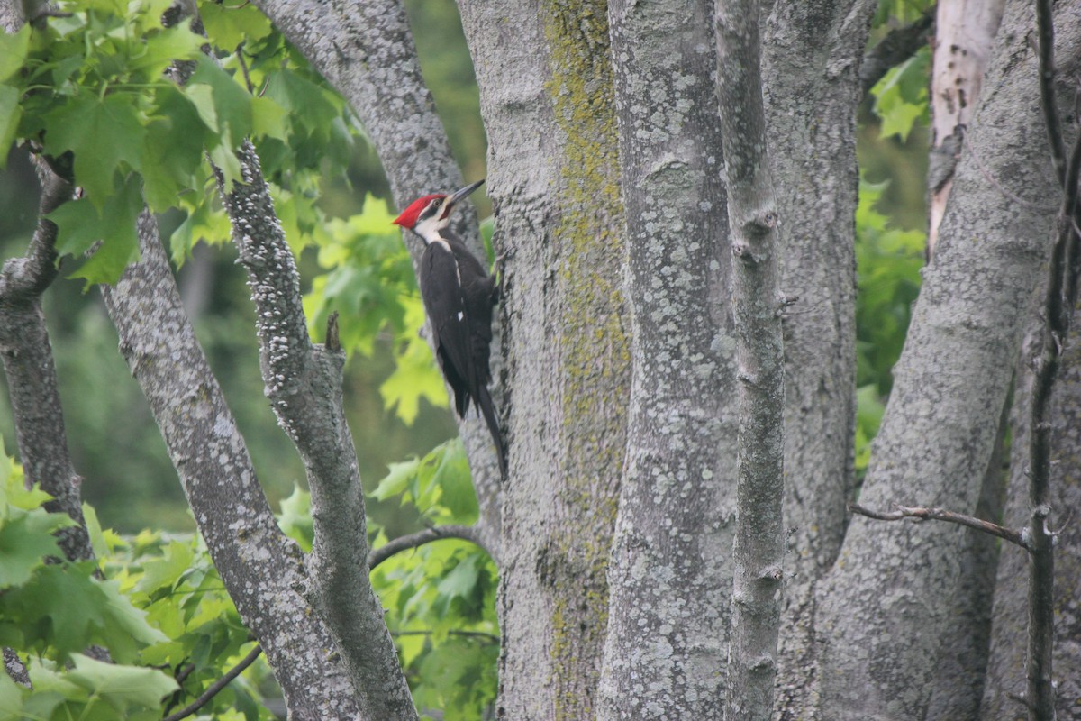 Pileated Woodpecker - ML239357821