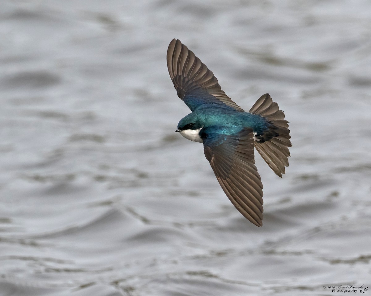 Tree Swallow - Lorri Howski 🦋