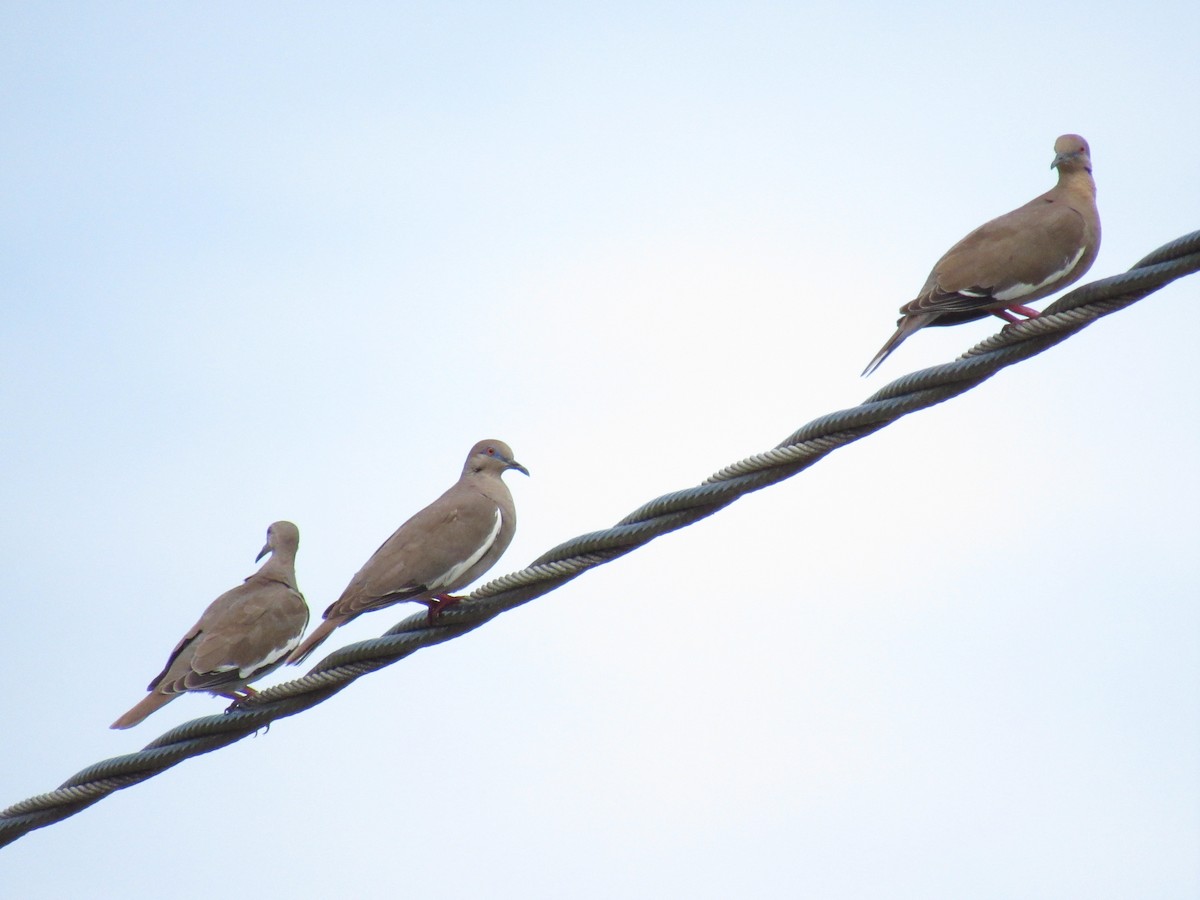 White-winged Dove - ML239358871