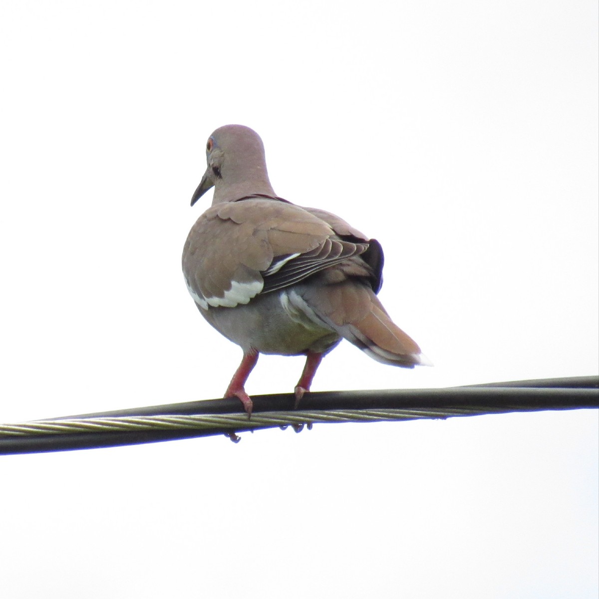 White-winged Dove - ML239358991