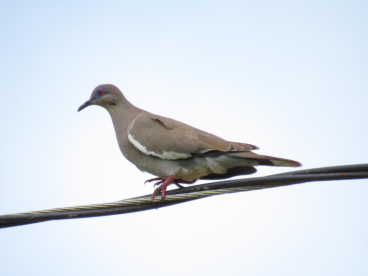 White-winged Dove - ML239359081