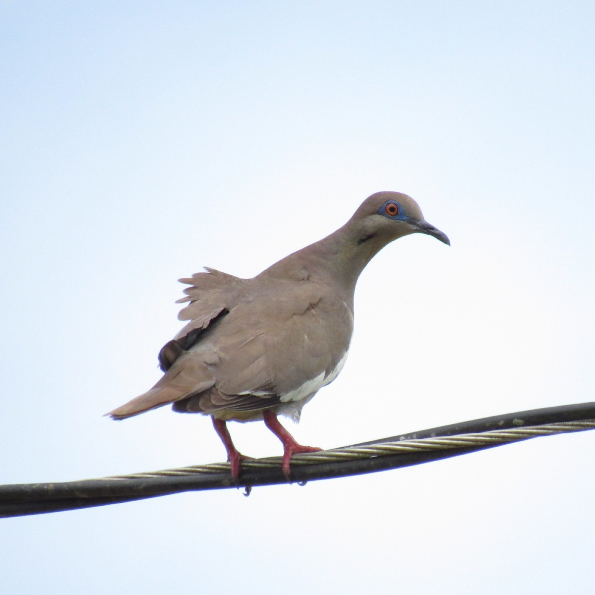 White-winged Dove - ML239359171