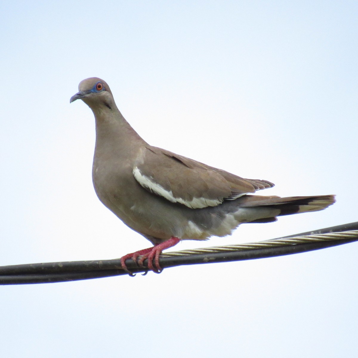 White-winged Dove - ML239359231