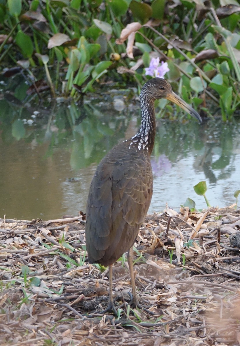 Limpkin - ML239359701