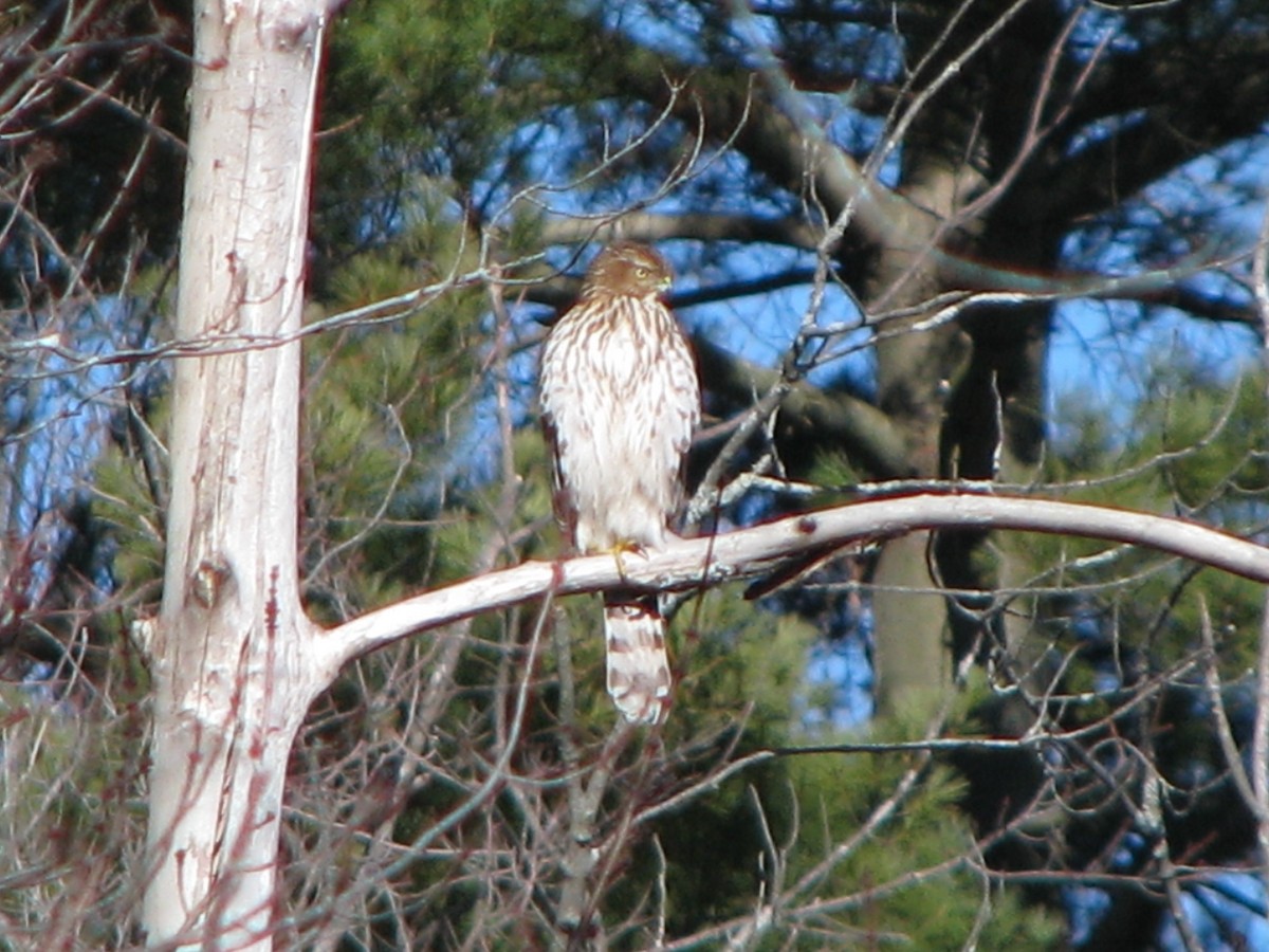 Cooper's Hawk - ML23936001