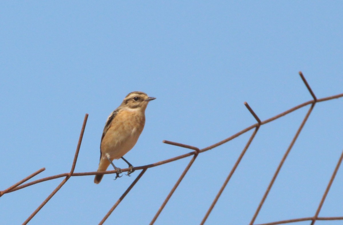 Whinchat - ML239362411