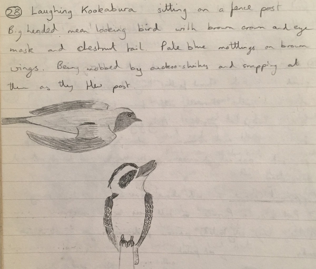Laughing Kookaburra - ML239362971