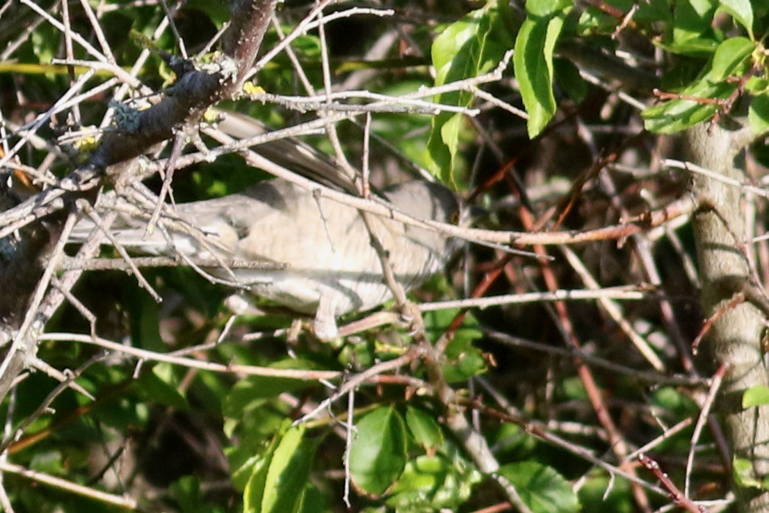 Barred Warbler - ML239363051