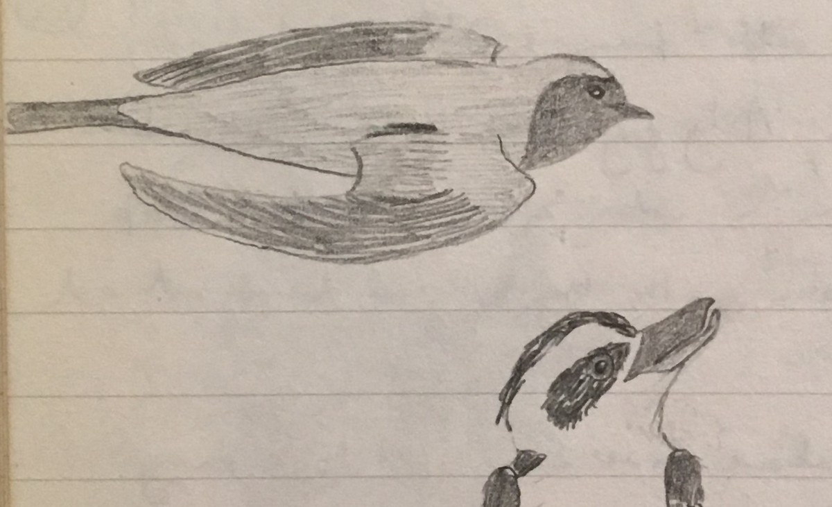 Black-faced Cuckooshrike - ML239363081
