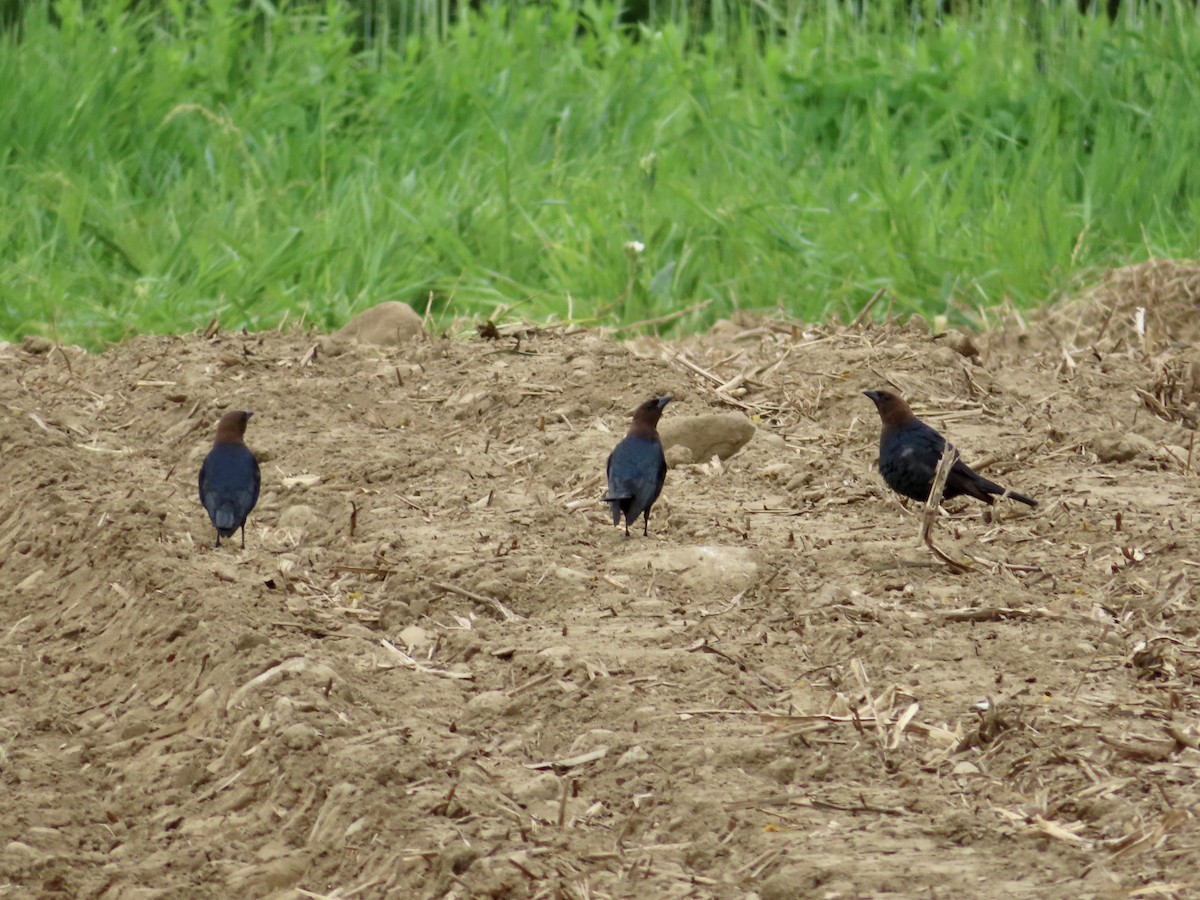 Brown-headed Cowbird - ML239363991