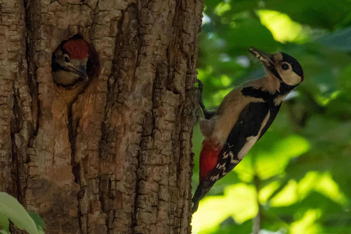 Great Spotted Woodpecker - ML239364681