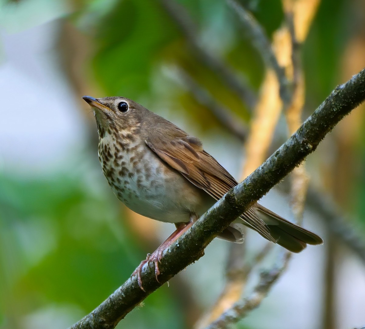 Swainson's Thrush - ML239365651